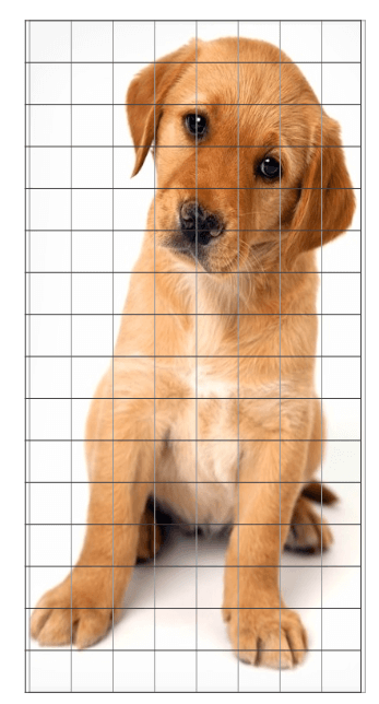 ما یک تصویر را به عنوان ورودی میگیرم