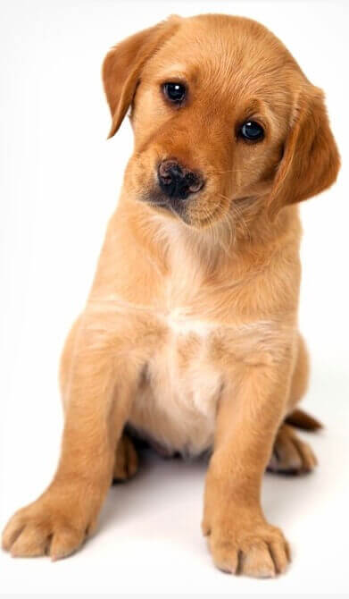 Process of Calculating the Histogram of Oriented Gradients (HOG)